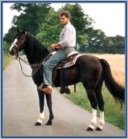 Lad's Black Buster with western saddle and bosal, rider Stephan Vierhaus - location: Borken, Germany - year 1991 - no shoes again!