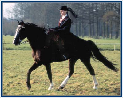 Lad's Black Buster and Maryan, demonstrating classic sidesaddle equitation.