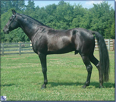 Tennessee Walking Horse stallion, Inspired by Art 