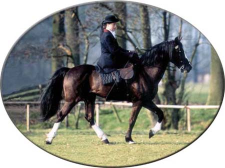 Lad's Black Buster walking under side-saddle, rider Maryan Zyderveld - year 1992 - place: Woudenberg, province Utrecht