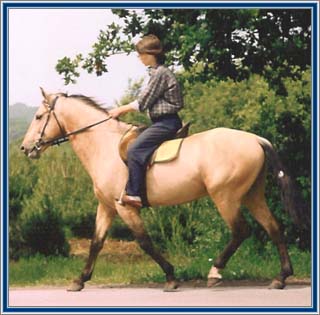 Introduction to the Mangalarga Marchador breed, on stallion Nero 