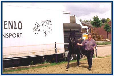 Postmark Delight being led to a mare. The big horse trailer is visible  in the background