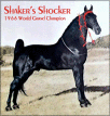 1966 WGCh Shaker's Shocker