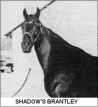 Shadow's Brantley