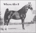 Wilsons Allen II