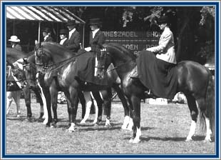 The side-saddle show group at the CHIO of Rotterdam, Buster in front, quietly waiting for the job.