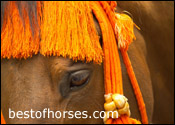 www.bestofhorses.com