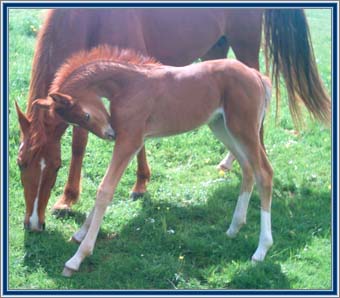 ASH "Foxy" as a young filly