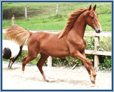 "Foxy", Mardi Gras Winged Foxy Lady, as a yearling, showing so much grace!