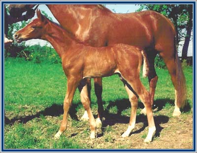 Harlem's Ritmo as young colt