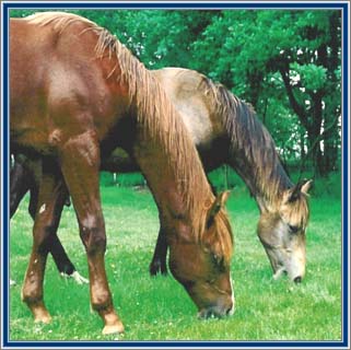 Ritmo growing up together with Moos, buckskin half Dutch Trotter son of Buster.