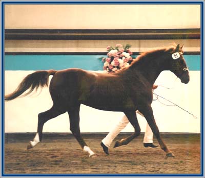 Showing Harlem's Ritmo at the stallion inspection of the Rheinisches Pferdestammbuch